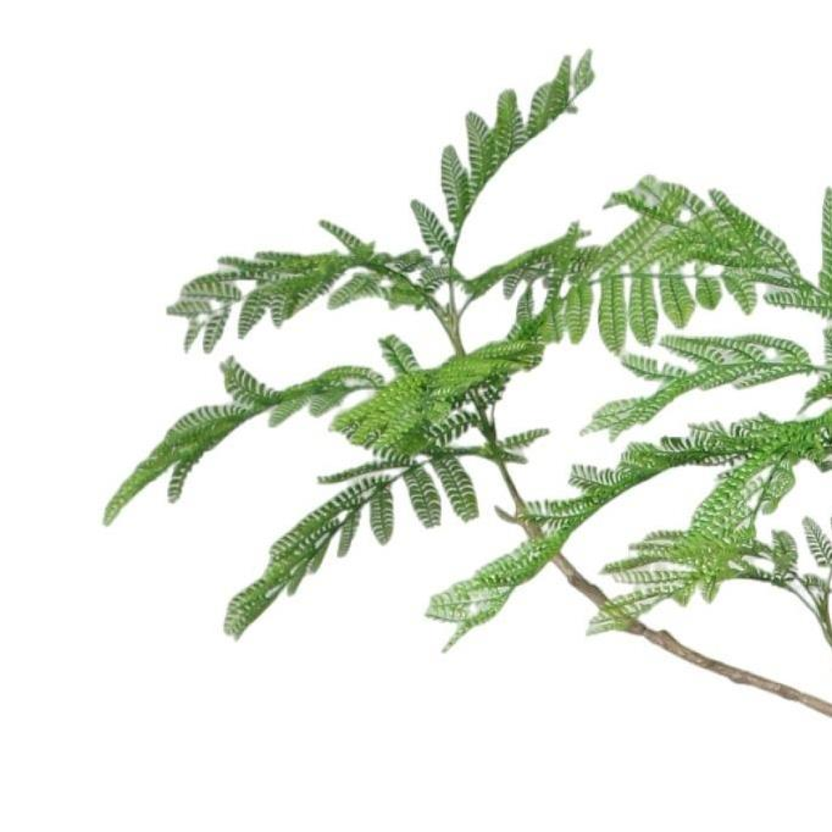 Stunning 240cm Artificial Jacaranda Tree - Lush, Lifesize Botanical Elegance