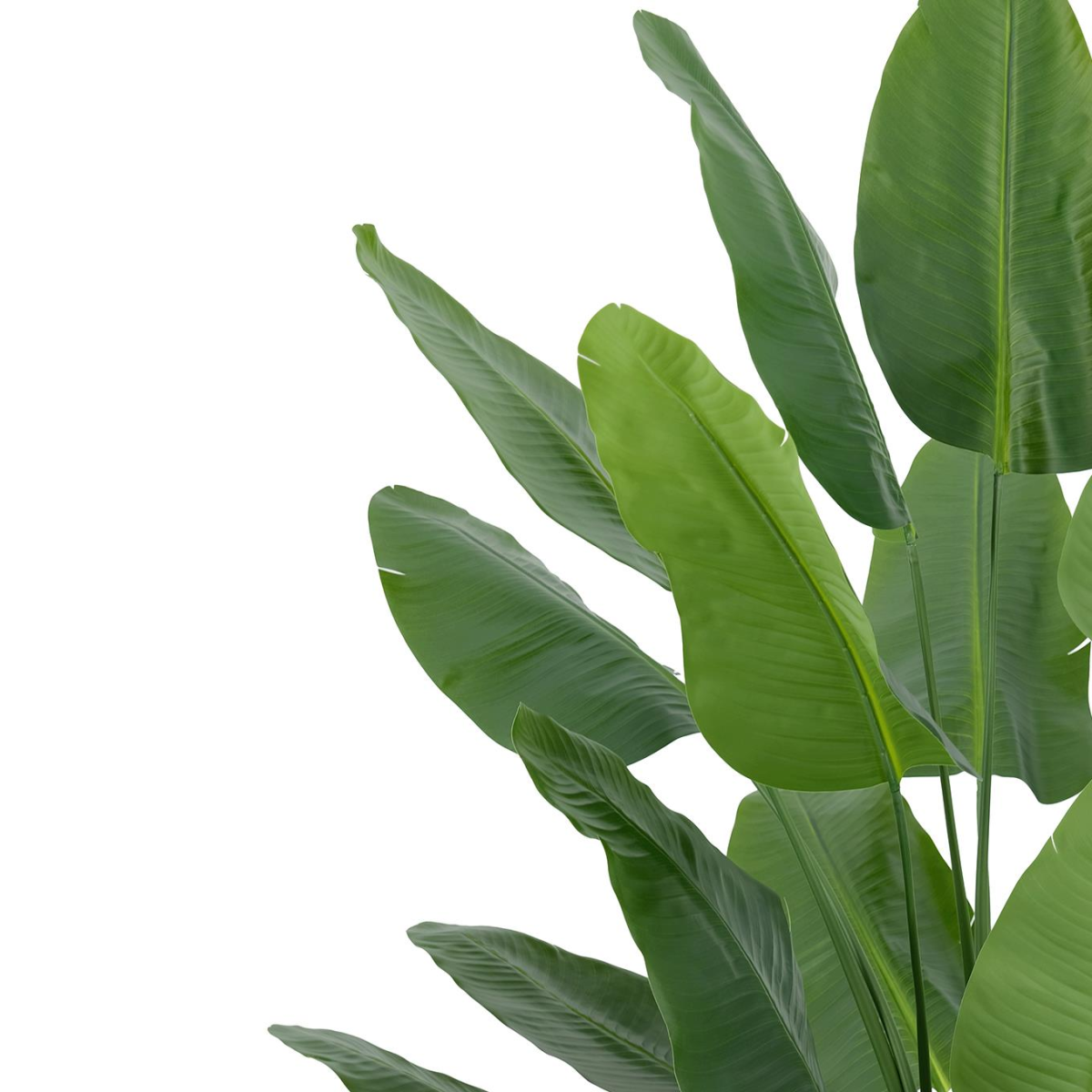 200cm Lifelike Traveller Palm Tree - Bold Tropical Décor for Any Space
