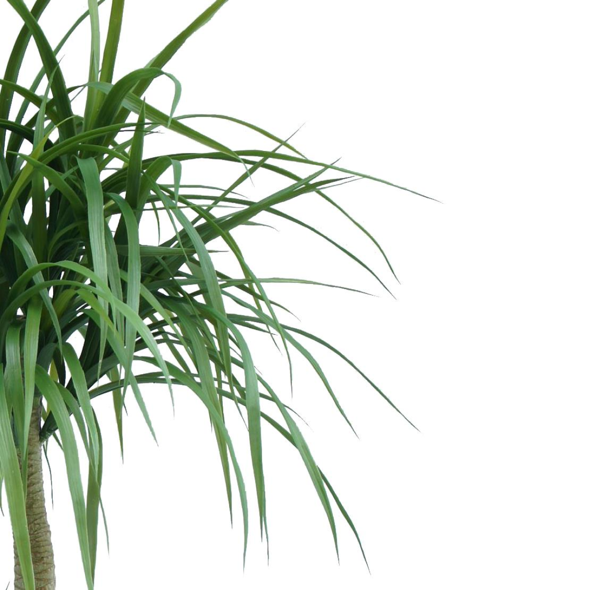 Stunning 120cm Realistic Dracaena Artificial Tree - Effortless Greenery, No Care!