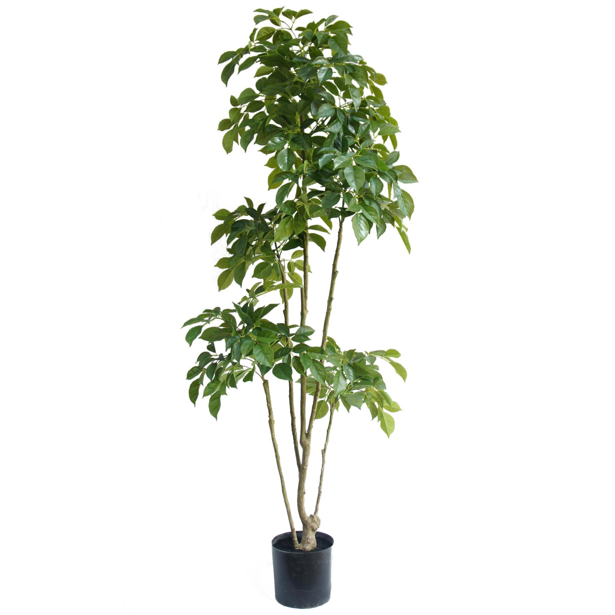 180cm Realistic Radermachera Tree - Lush, Maintenance-Free Indoor Décor
