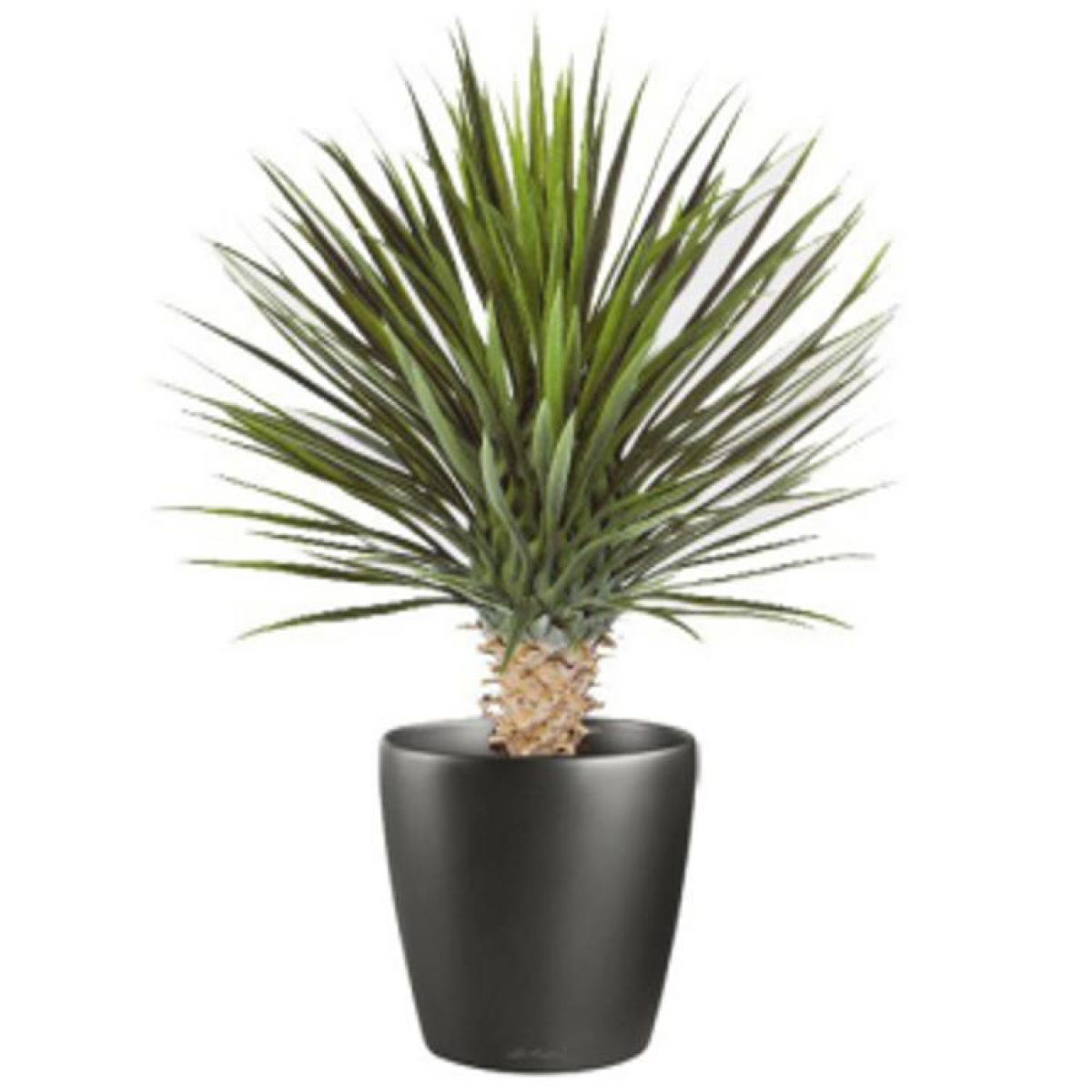 Chic 75cm Faux Dracaena Plant - Effortless Greenery for Modern Living Spaces!