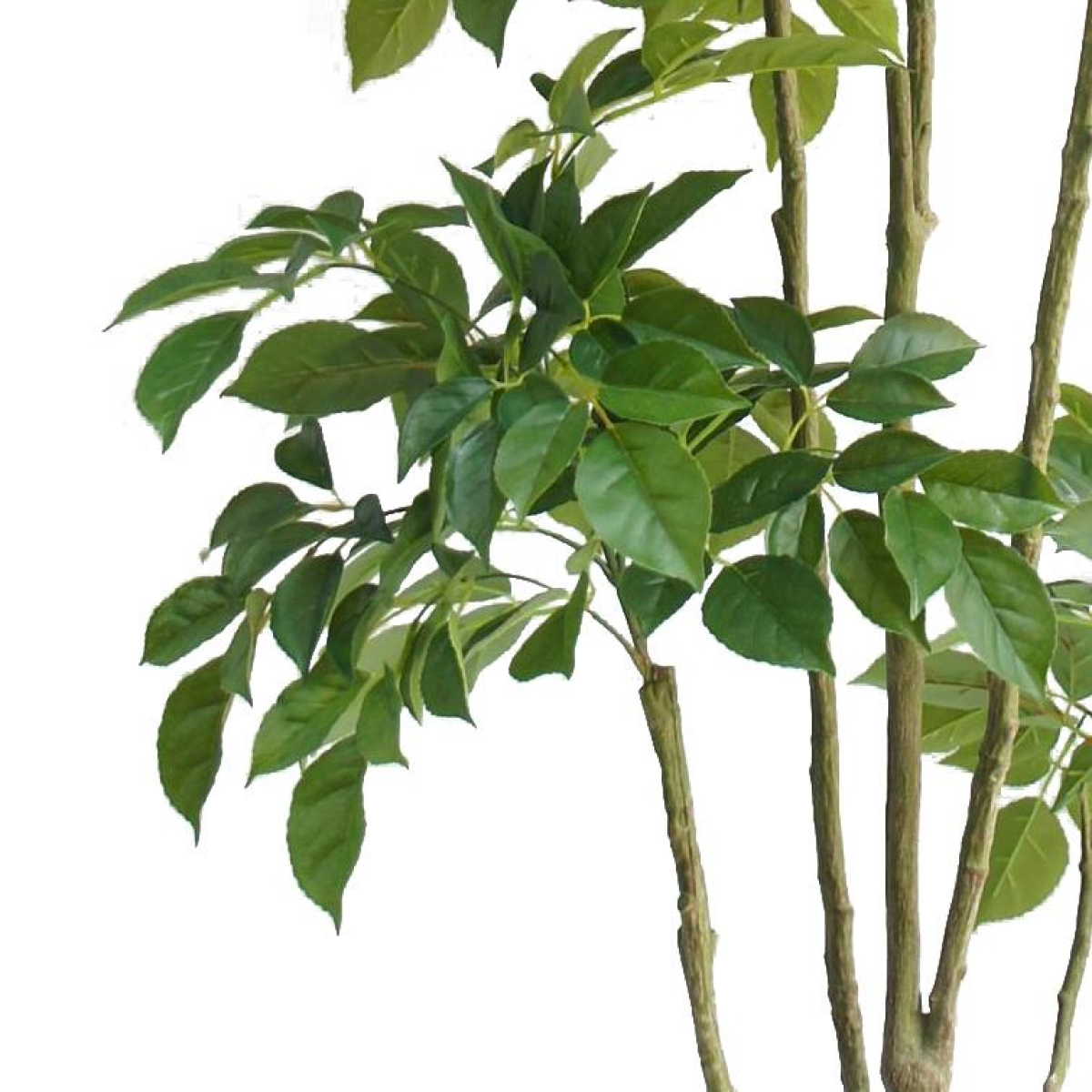 180cm Realistic Radermachera Tree - Lush, Maintenance-Free Indoor Décor