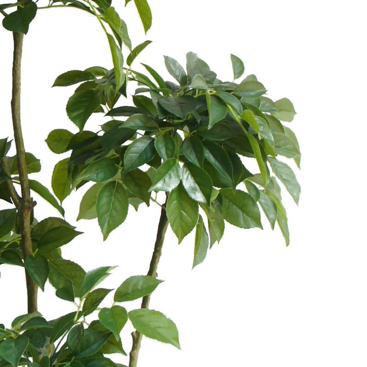 150cm Lush Radermachera Artificial Tree - Effortless Greenery for Any Space!