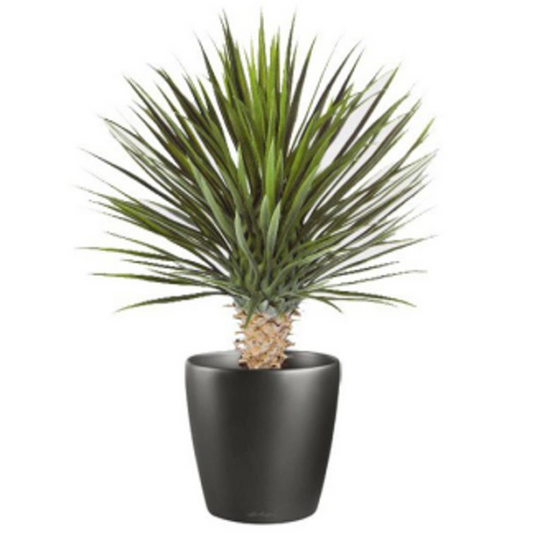 Chic 75cm Faux Dracaena Plant - Effortless Greenery for Modern Living Spaces!