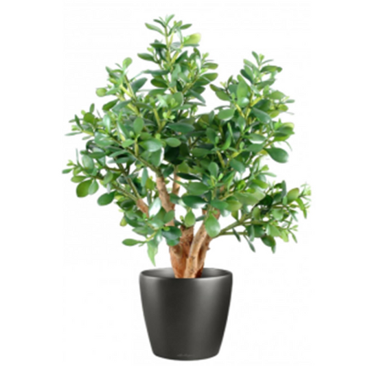 Luxurious 70cm Artificial Jade Plant - Effortless Greenery for Every Space!
